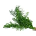 fresh dill herb