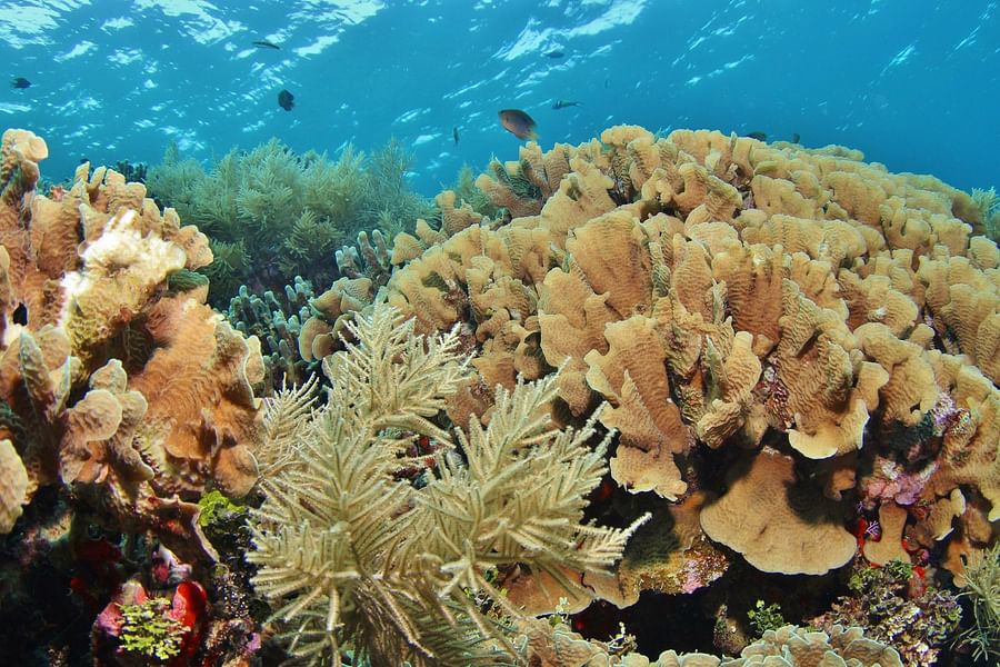 Coral Reef Alliance activities