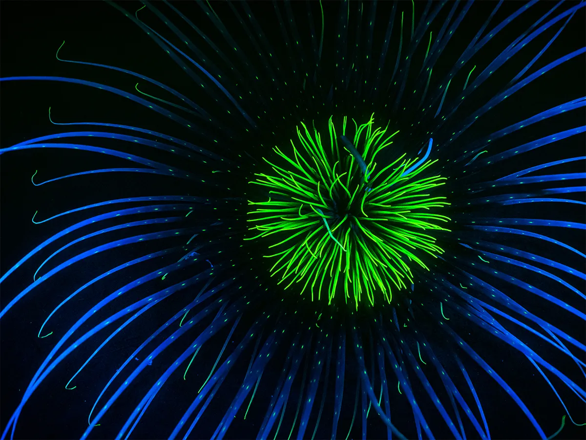 Marine Conservation Society