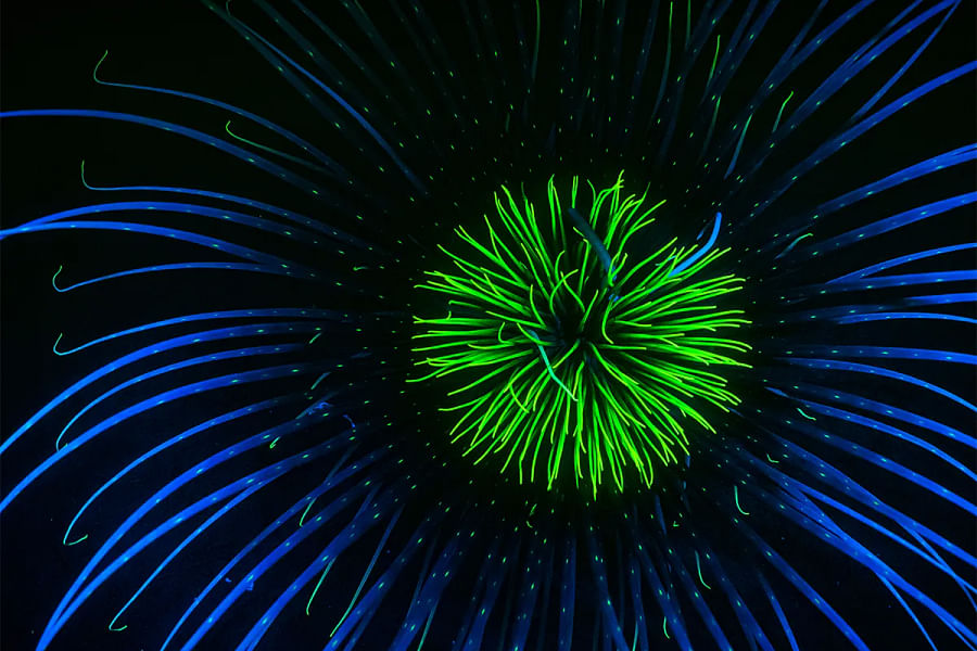 Marine Conservation Society