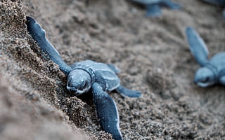 What are the consequences of driving on the beach during sea turtle hatching season?
